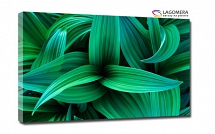 zielone liście makro 50x30cm