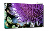 fioletowy kwiat makro 50x30cm